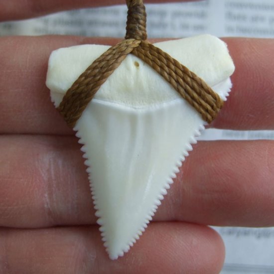 【表示現品】4.4cm 本物のホホジロザメ（ホオジロザメ） の歯ネックレス - GWP-11009