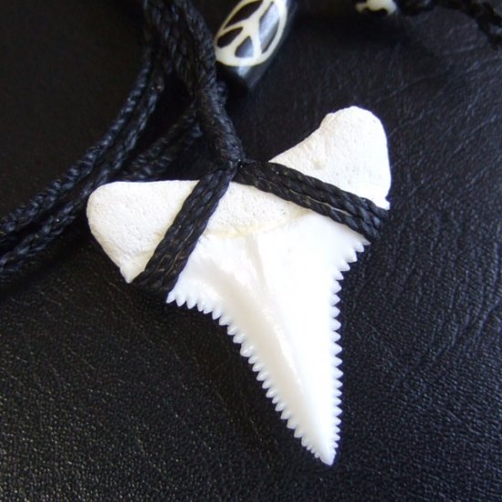 【表示現品】3.5cm 本物のホホジロザメ（ホオジロザメ） の歯ネックレス - GWP-11020