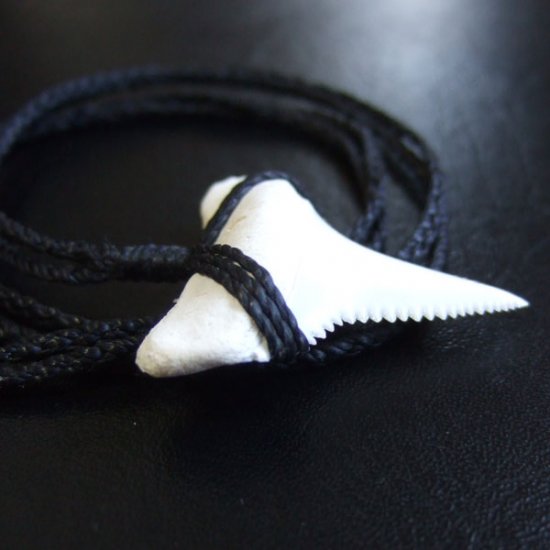 【表示現品】3.5cm 本物のホホジロザメ（ホオジロザメ） の歯ネックレス - GWP-11020