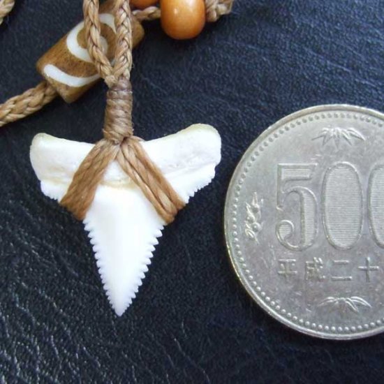 【表示現品】2.4cm 本物のホホジロザメ（ホオジロザメ） の歯ペンダント - GWP-11027