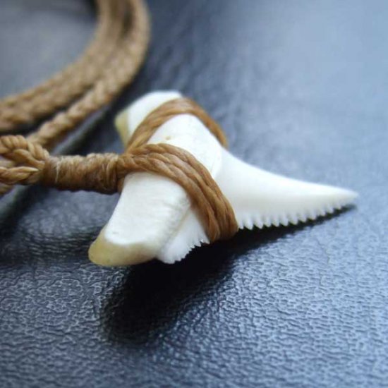 【表示現品】2.4cm 本物のホホジロザメ（ホオジロザメ） の歯ペンダント - GWP-11027