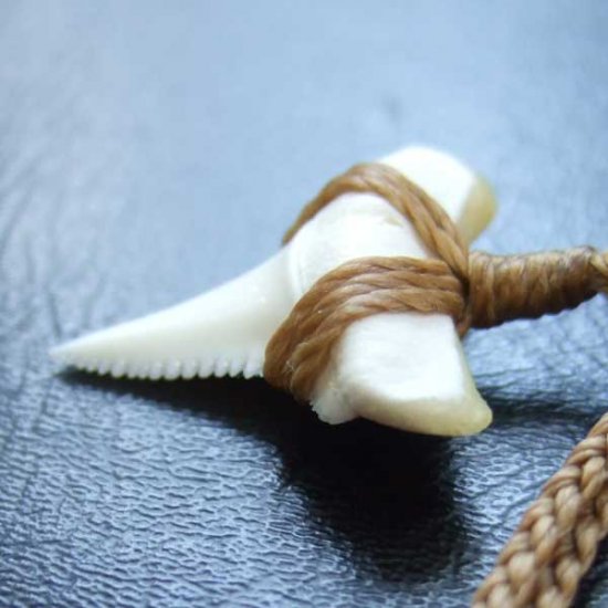 【表示現品】2.4cm 本物のホホジロザメ（ホオジロザメ） の歯ペンダント - GWP-11027