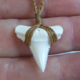 【表示現品】2.4cm 本物のホホジロザメ（ホオジロザメ） の歯ペンダント - GWP-11027