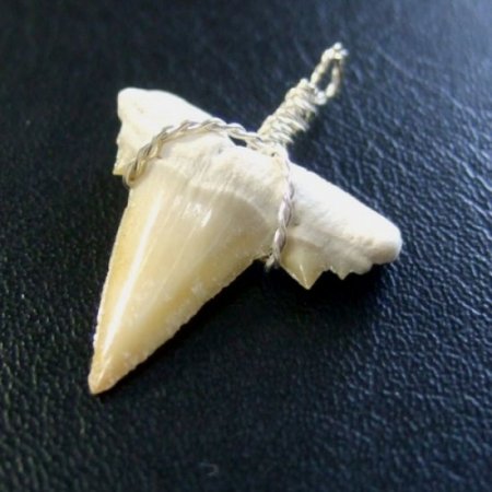 本物のサメの歯（化石）ペンダント【現品】 - 30115esa