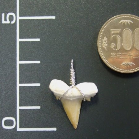 本物のサメの歯（化石）ペンダント【現品】 - 30115esa