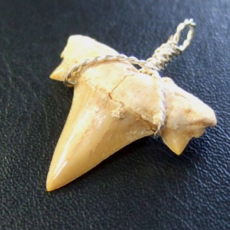 本物のサメの歯（化石）ペンダント【現品】 - 30119esa