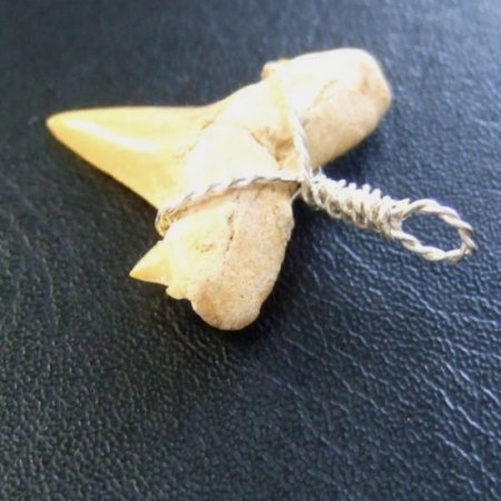 本物のサメの歯（化石）ペンダント【現品】 - 30119esa