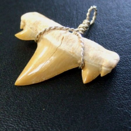 本物のサメの歯（化石）ペンダント【現品】 - 30121esa