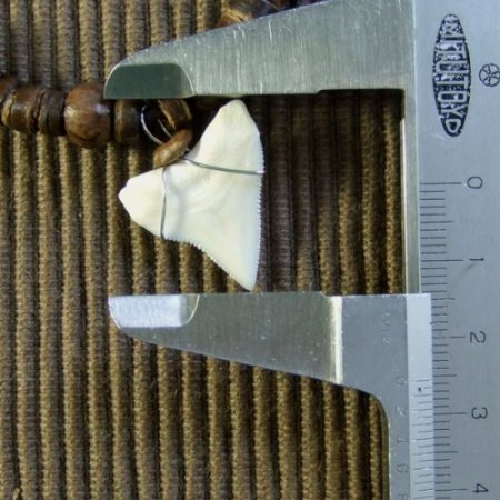 2.5cm メジロザメ 本物のサメの歯ネックレス - 20034etk