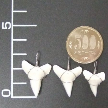 メジロザメの下あご サメの歯チョーカー【中】（2.2cm以上） - 20074zhb