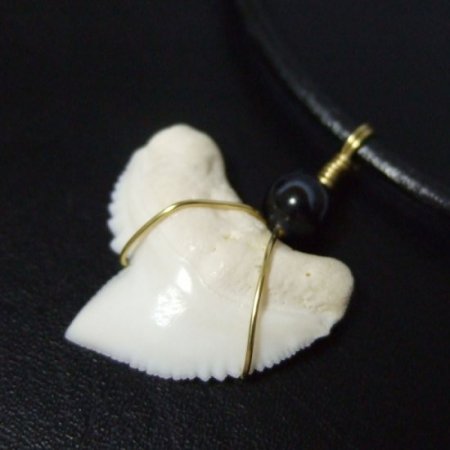 イタチザメ（タイガーシャーク）の歯チョーカー 2.5 cm - 20140zhb