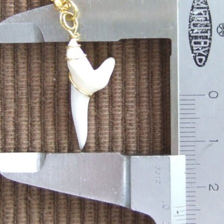 アオザメの歯（約2.4cm） - 20183zhc