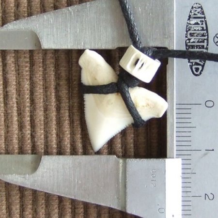 【表示現品】2.3cm メジロザメの上あごの歯ペンダント - 20355zhb