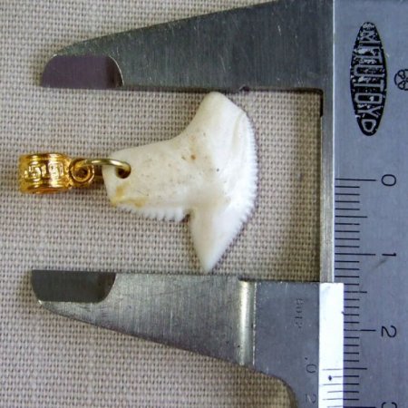 イタチザメ（タイガーシャーク）の歯チョーカー 2.5 cm - 20361zhb