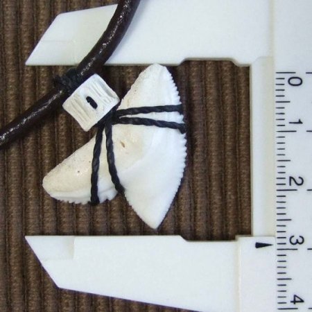 【表示現品】」イタチザメ（タイガーシャーク）の歯チョーカー 2.8 cm - 20372zhb