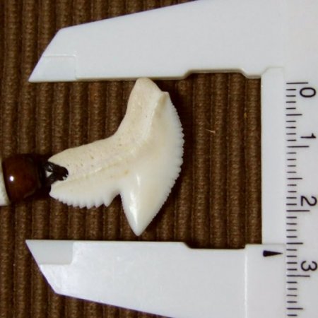 【表示現品】」イタチザメ（タイガーシャーク）の歯ペンダント 2.6 cm - 20436zhb