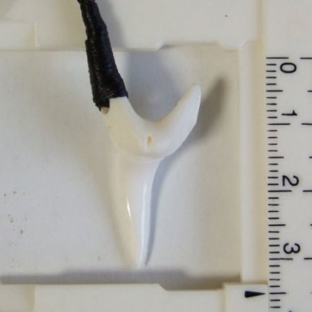 【現品】アオザメの前歯（約3.3cm）シンプルネックレス - 20571zhb