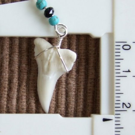 ブルーシャーク（ヨシキリザメ）の歯 チェーンネックレス - 20665zyb