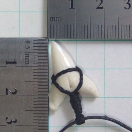 【表示現品】オオメジロザメの歯コードネックレス（下あごの歯・大） - 20705zhb