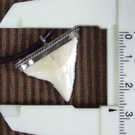 【表示現品】オオメジロザメの歯 メタルキャップチョーカー - 20763zhb