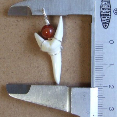 【表示現品】3.2cm アオザメ の歯メノウビーズ ペンダント - 20788zhb