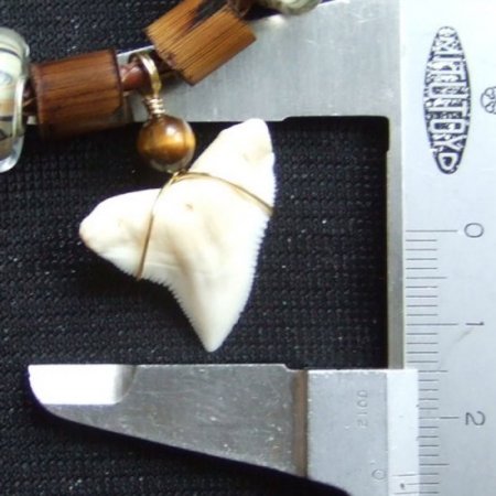 【表示現品】2.5cm メジロザメの歯ペンダント - 20839zhb
