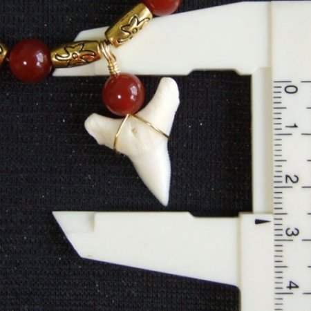 2.5cm メジロザメの歯ネックレス - 20869zhb