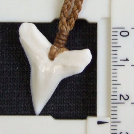 【表示現品】2.5cm 大型オオメジロザメの歯ペンダント - 20890zhb