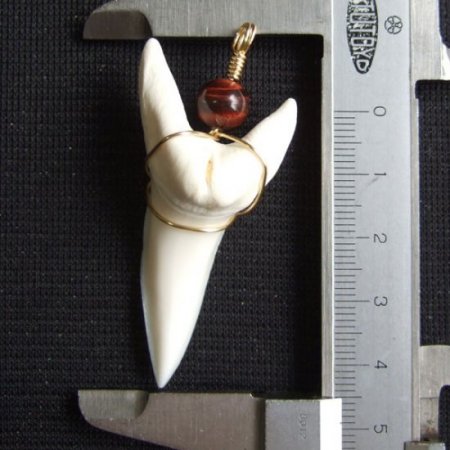 【激レア現品】モンスターサイズ アオザメの歯（約5.6cm） - 20921zhb
