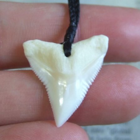 【表示現品】2.6cm 大型オオメジロザメの歯ペンダント - 20981zhb