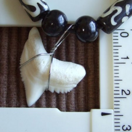 【表示現品】2.4cm 本物のイタチザメ サメの歯ビーズネックレス - 21113zhb