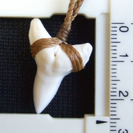 【表示現品】2.6.cm 大型オオメジロザメの歯ペンダント - 21152zhb