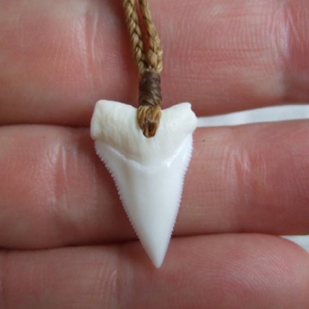【表示現品】2.1.cm オオメジロザメの上あごの歯ペンダント - 21186zhb