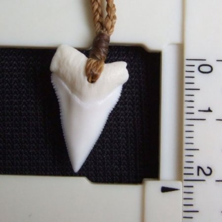【表示現品】2.1.cm オオメジロザメの上あごの歯ペンダント - 21186zhb