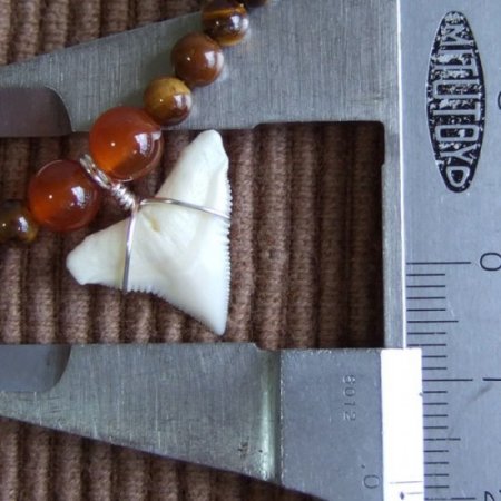 【表示現品】1.8cm メジロザメの歯ネックレス（上あごの歯） - 21200zhb