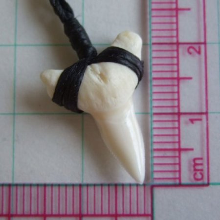 【表示現品】本物のサメの歯（ブル・シャーク）ネックレス - BLN-12031