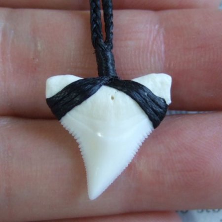 【表示現品】本物のサメの歯（ブル・シャーク）ネックレス - BLN-12032