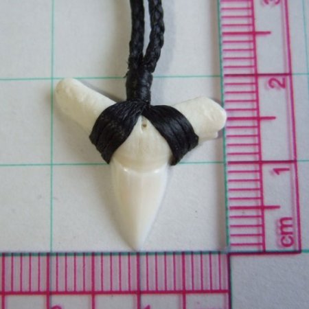 【表示現品】本物のサメの歯（ブル・シャーク）ネックレス - BLN-12033