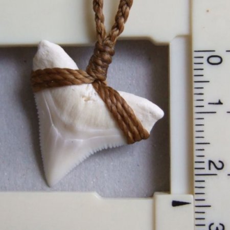 【表示現品】2.5.cm 大型オオメジロザメの歯ペンダント - BLN-12041