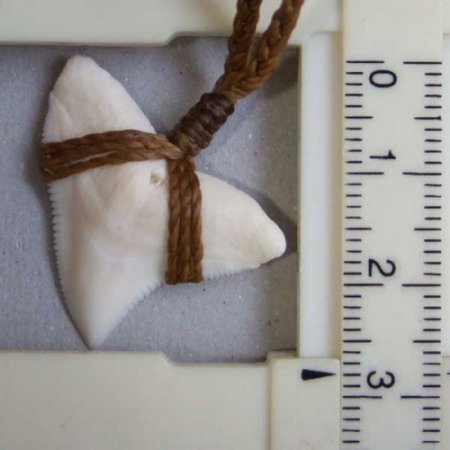 【レア物現品】2.8cm 大型オオメジロザメの歯ペンダント - BLN-12049