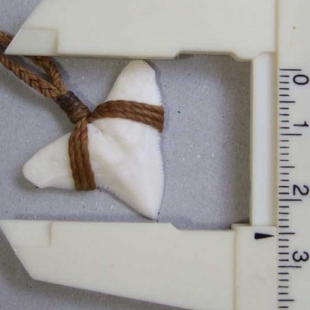 【表示現品】アオザメの前歯（約3.3cm）編みこみネックレス - BLN-12050