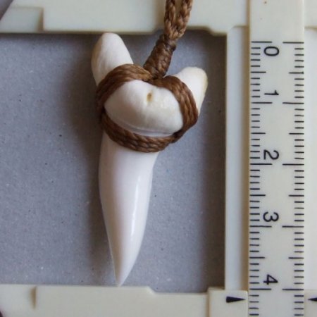 【表示現品】アオザメの歯（約4.1cm）ネックレス - BLN-12053