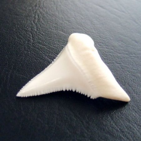 【現品】サメの歯 ホホジロザメ（ホオジロザメ）の歯 3.7cm -gw0100