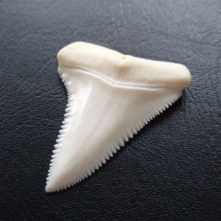 現品レア】サメの歯 ホホジロザメ（ホオジロザメ）の歯 上あご 4.8cm 