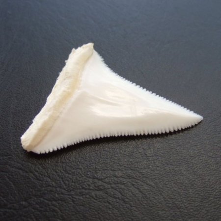 【訳あり現品】サメの歯 ホホジロザメ（ホオジロザメ）の歯 上あご 4.8cm - gw0108