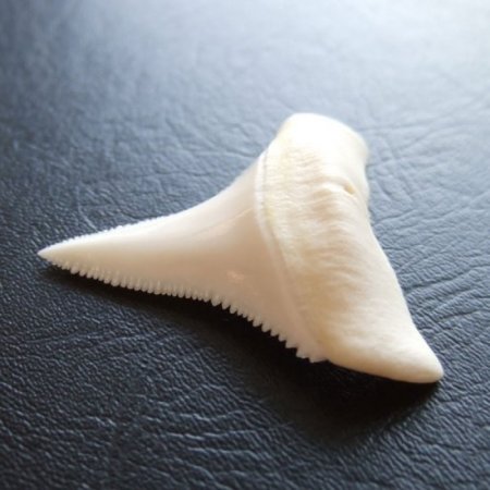 【現品】サメの歯 ホホジロザメ（ホオジロザメ）の下あごの歯 3.8cm - gw0112
