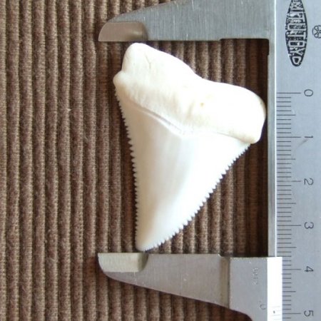 【現品レア】サメの歯 ホホジロザメ（ホオジロザメ）の歯 上あご 4.8cm - gw0113