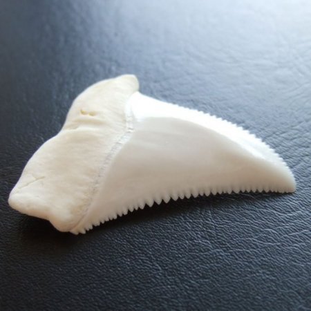 【現品レア】サメの歯 ホホジロザメ（ホオジロザメ）の歯 上あご 4.8cm - gw0113