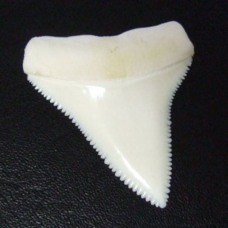 【現品】サメの歯 ホホジロザメ（ホオジロザメ）の上あごの歯 4.4cm - gw0131