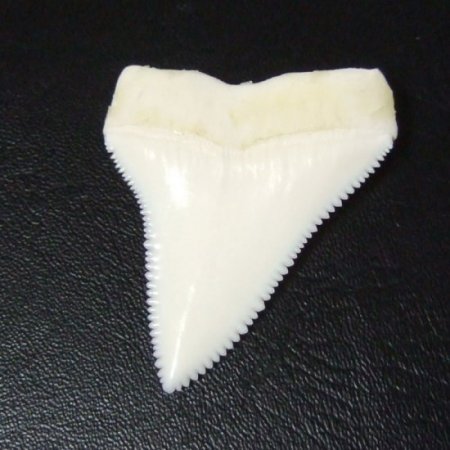 現品】サメの歯 ホホジロザメ（ホオジロザメ）の上あごの歯 4.4cm 